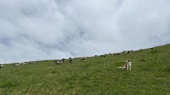 IMG_4110.jpeg