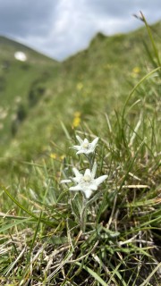 IMG_4232.jpeg
